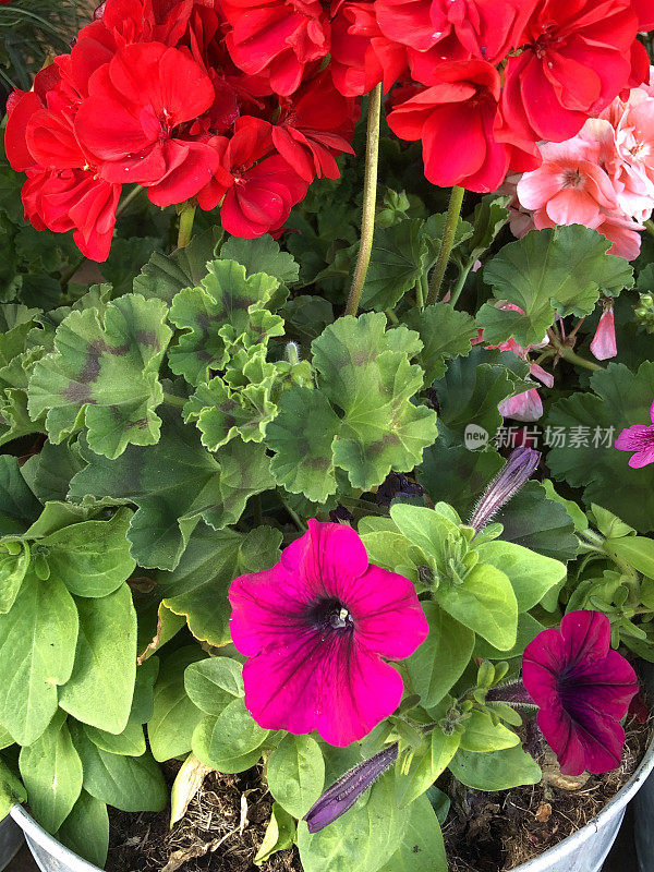 盛开的粉红色和红色的天竺葵/天竺葵，绿色的叶子和粉红色的矮牵牛花，生长在金属桶庭院花园，夏季一年生床上天竺葵植物和拖着花蕾的矮牵牛花，在超市花园中心出售